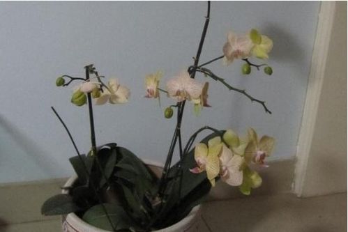 蝴蝶兰开过还能再开花吗？