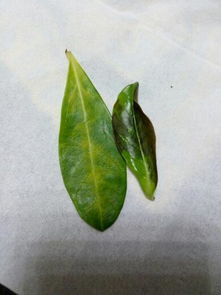 花黄叶子卷叶？双倍营养还是病虫害