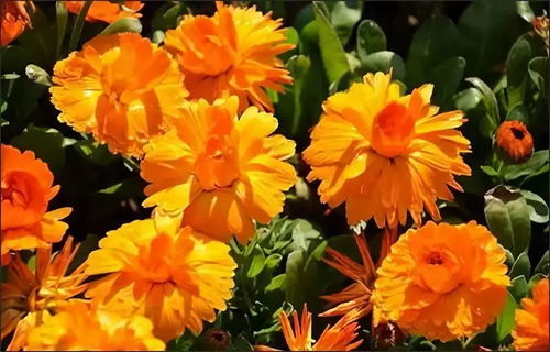 金盏花：阳光使者，活力绽放；芍药花：宫廷佳人，浪漫永恒