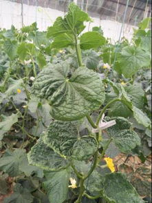 黄瓜病害不用怕，我有妙招！