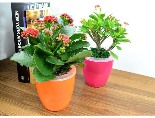 五、控制浇水和光照