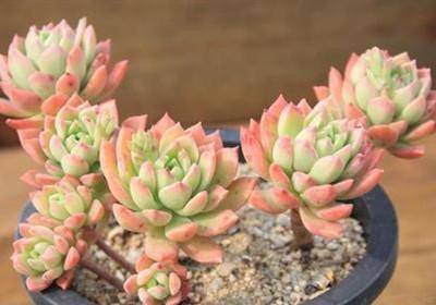 阳台露养多肉——季节与气候的大考验