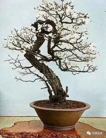 如何识别梅花砧木？其特征有哪些
