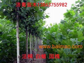 国槐小苗价格分析