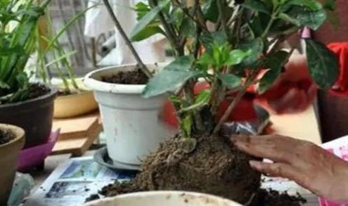 栀子花，水栀子，你养对了吗？