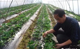 喷药时间很重要