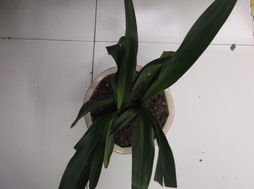 这叶子像兰花的植物， 可嫩就是这些：