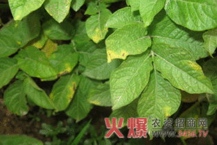 马铃薯晚疫病的烦恼