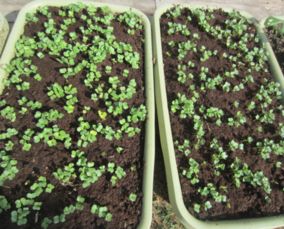 种植时间， 决定发芽成功率