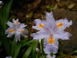 鸢尾花嫩平安过冬吗？