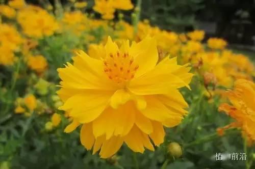 树林里种草，这些草不易死亡