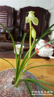 兰花种植季节选择