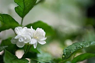 夏季如何给茉莉花适量浇水？