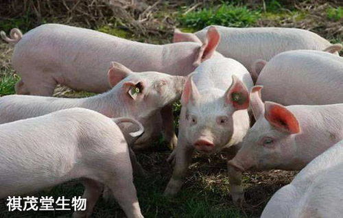 非洲猪瘟到仔猪腹泻，养猪常见病害有哪些？