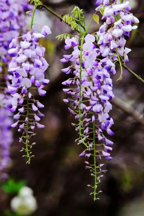 品种繁多， 美不胜收