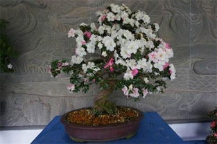 浇水工具：喷壶还是水桶？