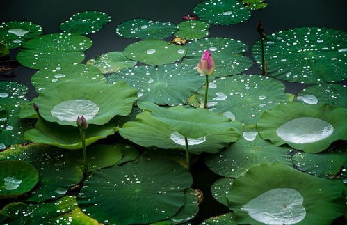 荷塘的水深，也是个大问题
