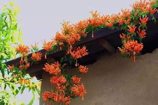 耐寒植物推荐， 让你的庭院四季如春