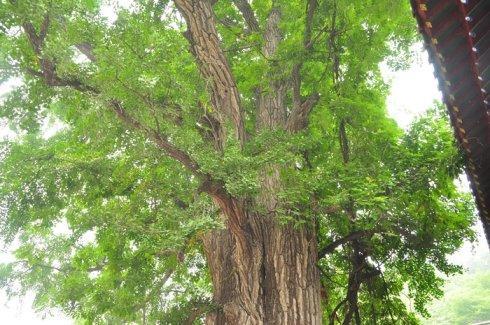 银杏树的雌雄辨别