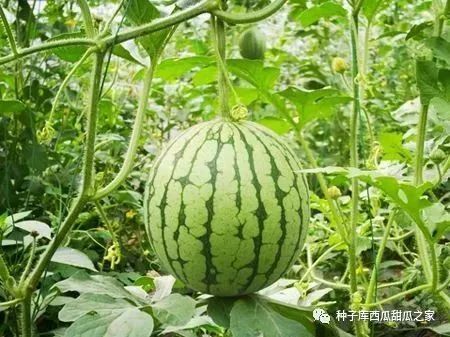 西瓜割蔓再生栽培，一种提高西瓜产量和降低种植成本的技术