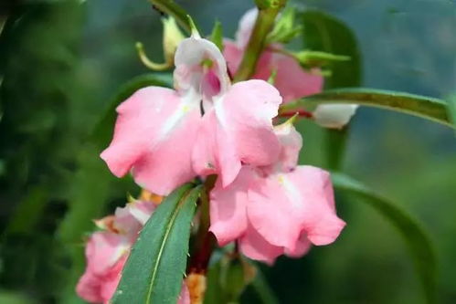 凤仙花籽播撒春意浓