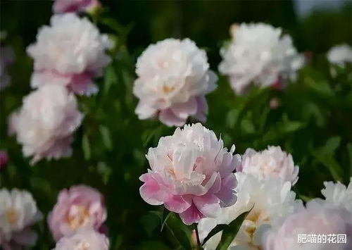 “芍药养殖方法大全中，如何打造美丽芍药园