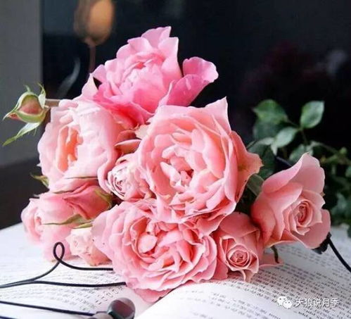 欧月的开花时间