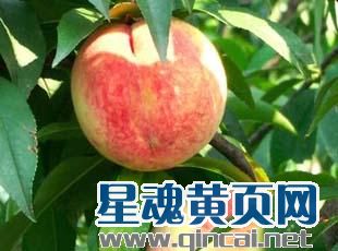 春季栽植不易活， 夏季蒸发大，冬季寒冷难活