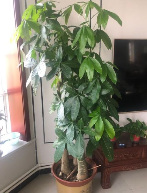 如何根据发财树的生长阶段选择最合适的肥料以确保营养充足