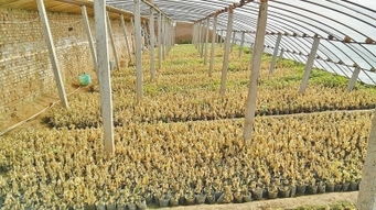 移栽定苗，注意啥