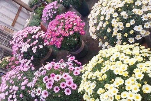 亳州气候土壤， 花卉种植好选择