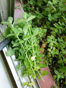 选对植物，冬天一样绿油油