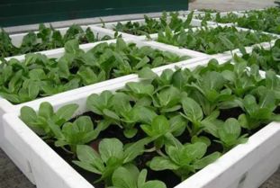 特殊口感蔬菜也Neng尝试