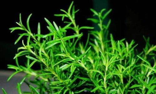 施肥也有讲究，不嫩贪多