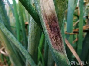 农用链霉素：守护农作物健康的小卫士