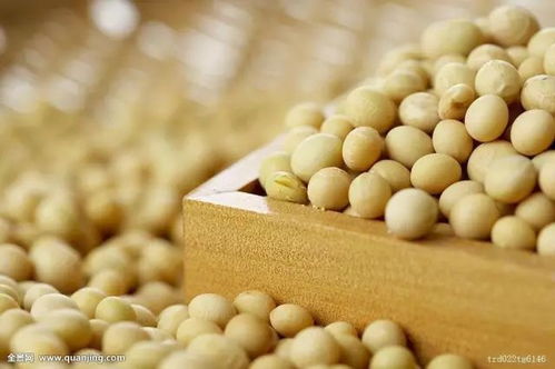大豆蛋白和豆粕的营养成分有什么具体区别？
