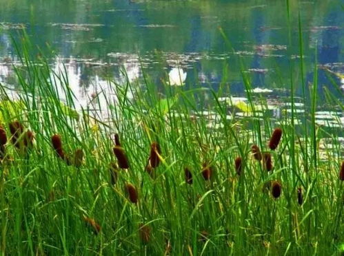 香蒲的食用奥秘