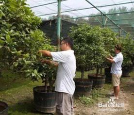 桂花树管理方法有哪些？如何正确养护桂花树