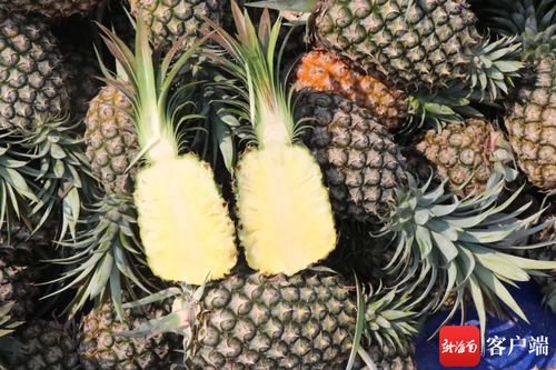 凤梨娇贵，呵护有加