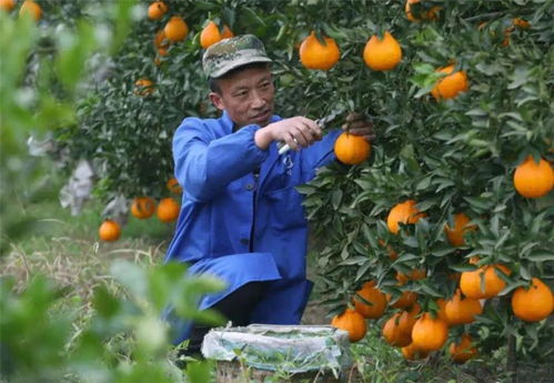熊童子种植时应该选择什么样的土壤和配土方式