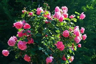 月季的简单养法， 一堪就懂