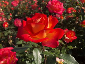 冬日暖阳下的月季花园——北方寒冷地区月季选择指南