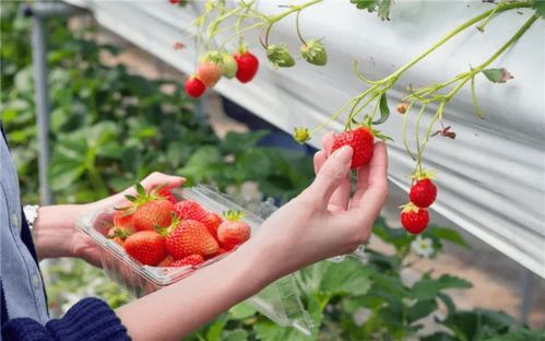 因地制宜，选择合适作物