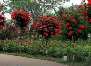 秋季追肥， 月季树成长的保障