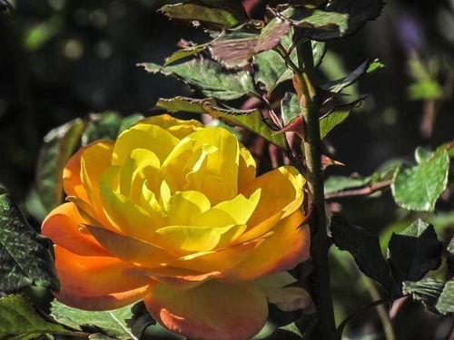 蕾变色，愁人心