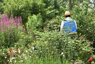 移入温室， 温度适中