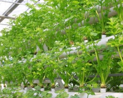 景天树叶片繁殖，如何实现无土栽培