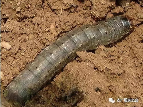 再告诉你一个土方法，挺神奇的