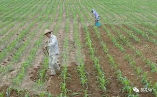 粘玉米，好方法，但苯唑草酮geng好？