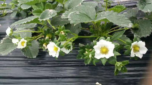 土壤与水分管理